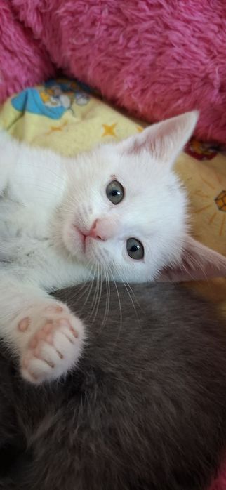 Скотиш Страйт. Котята