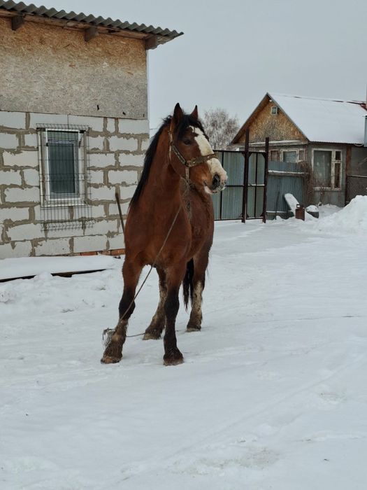 Продам полутяжного жеребца