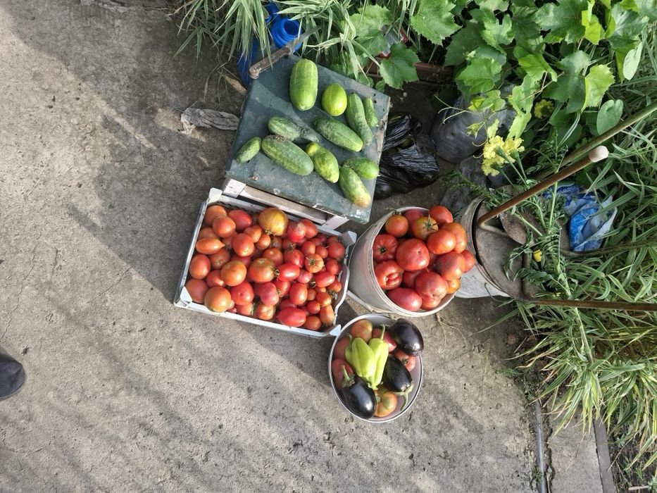 Продам дачу ск локомотивное 10