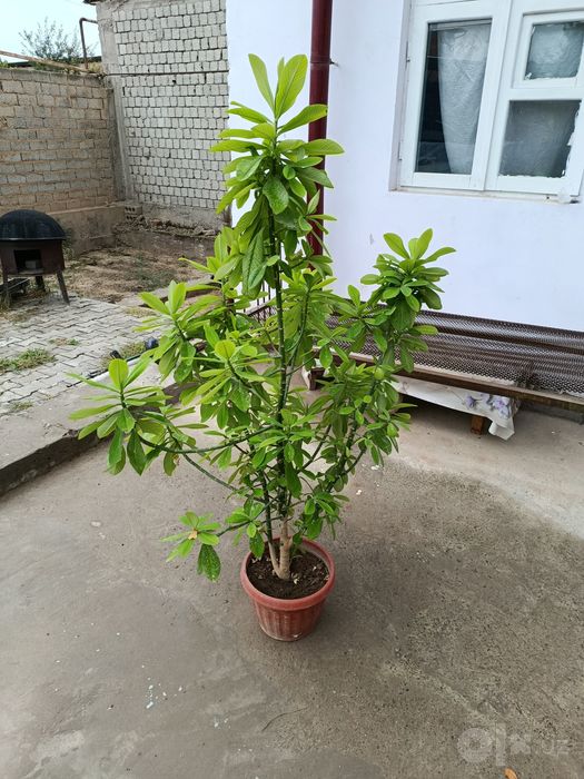 Tuvag Gullar sotiladi