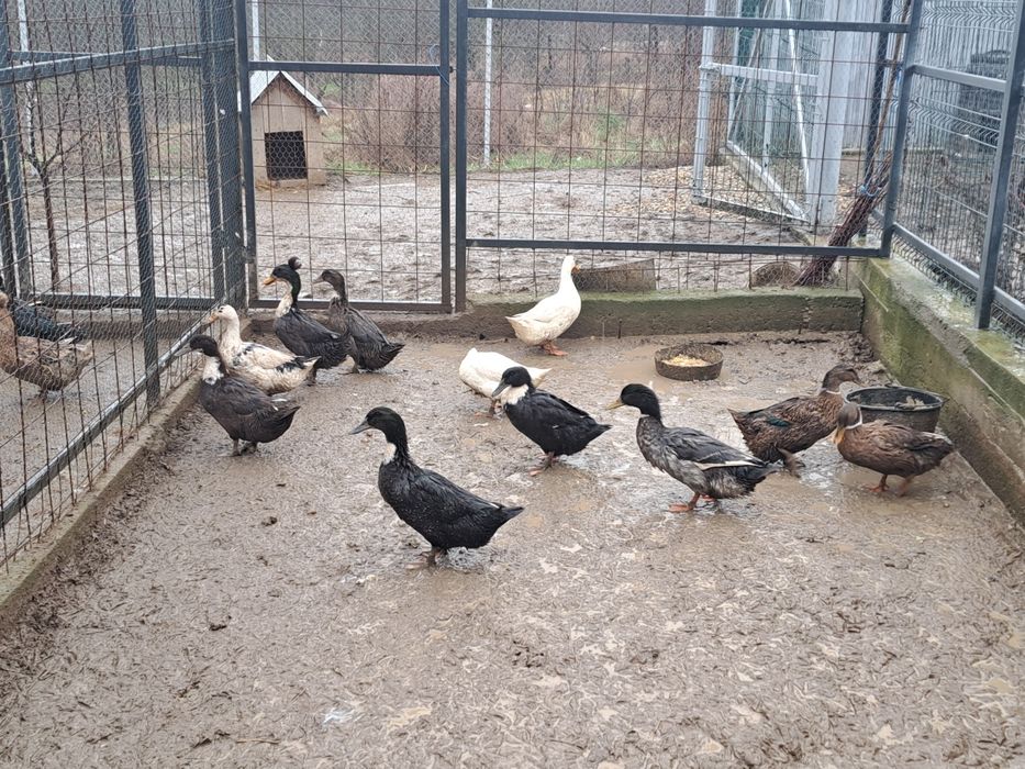 Vând rațe românești tinere