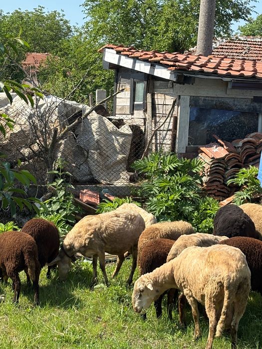 Продавам 5 овце 1 коч и 4 женски агнета