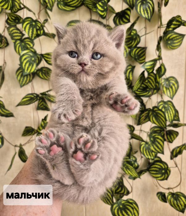 Продаётся британский кш