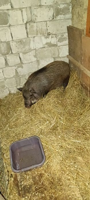 Cînd o purcia vinameza afata mai are un pic și fata