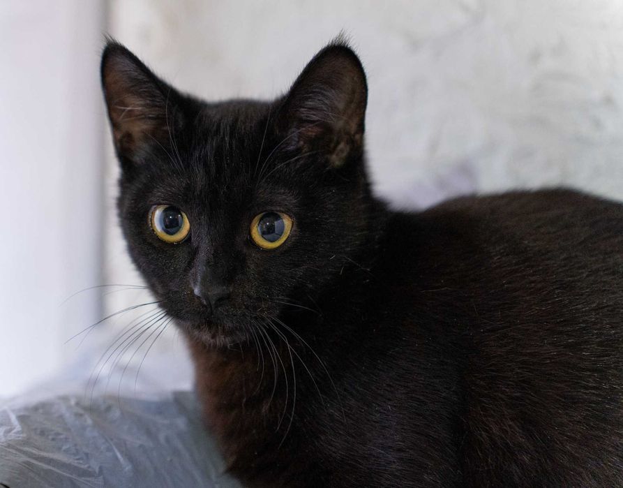 Котёнок девочка 7 месяцев.