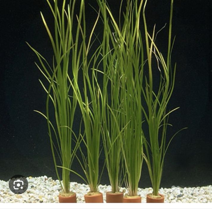 Продается акварумный растения