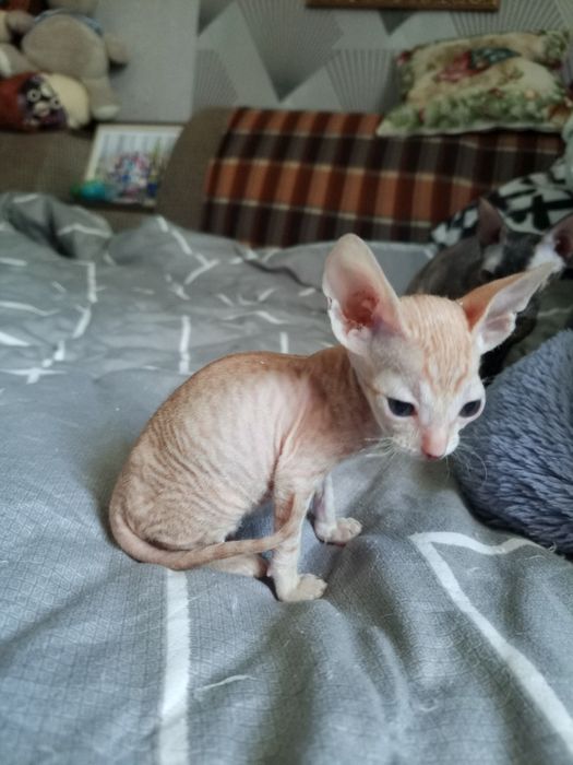 Продам котёнка сфинкс бращ