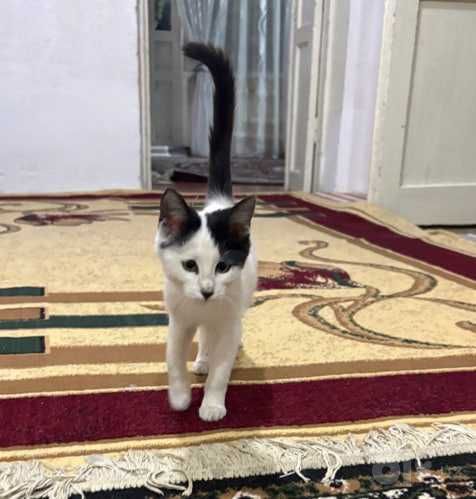Котёнок ищет любящий дом. Mushukcha mehribon uyini izlamoqda.