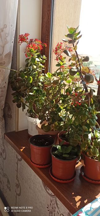 Комнатные цветы разные виды