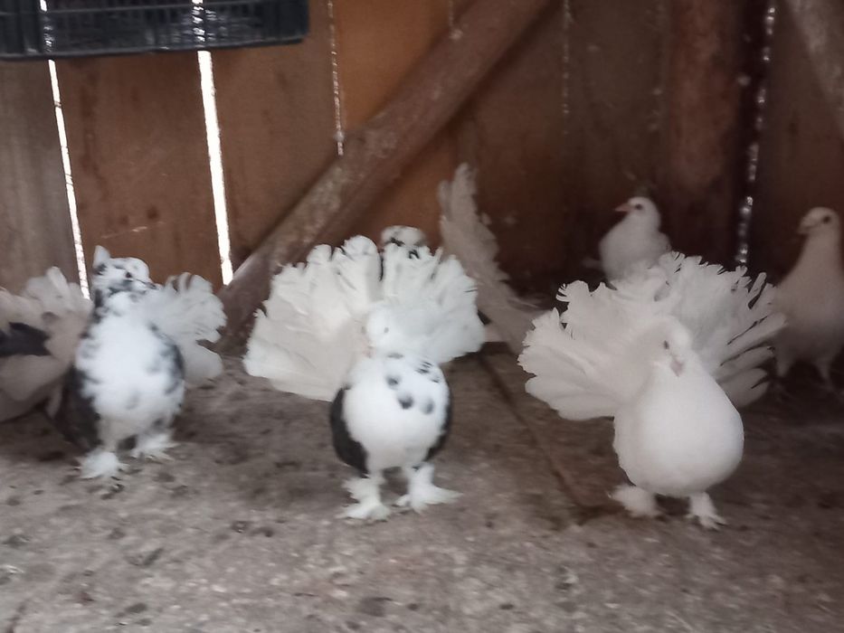 Porumbei rotati indieni