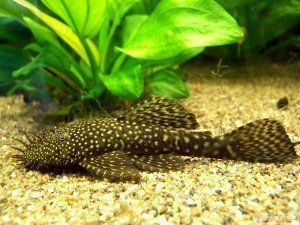 Продам рыбок 4 штуки