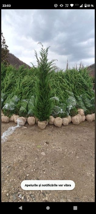 Brazi / Mesteacăn / Platan / Leylandii