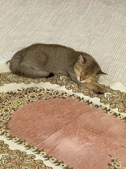 Котенок шиншилла