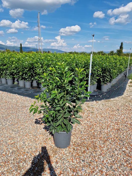 Prunus laurocerasus toate dimensiunile