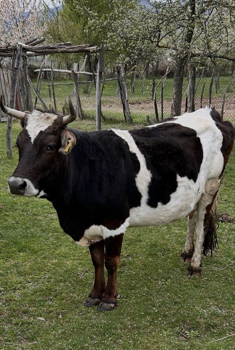 Bălțată românească