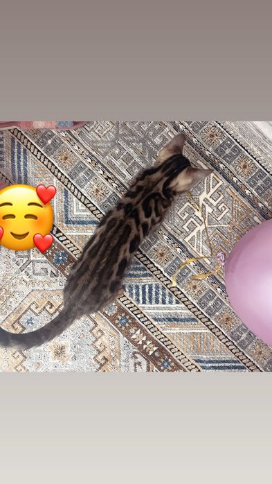 Котенок бенгальской породы