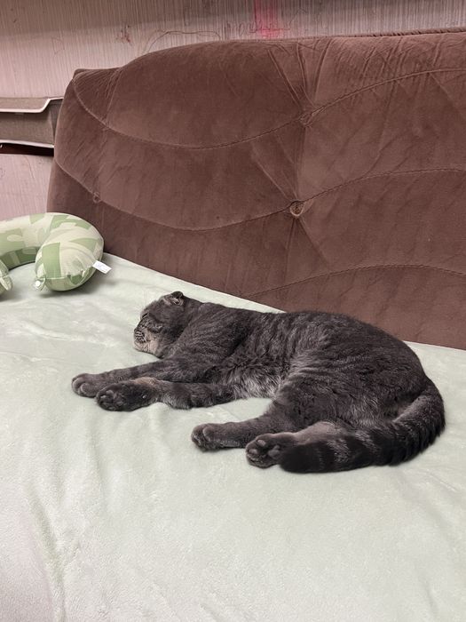 Мальчик скоттиш-фолд