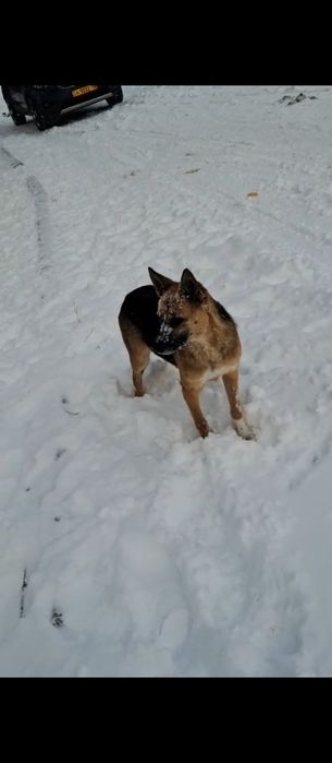 Щенкам нужен дом