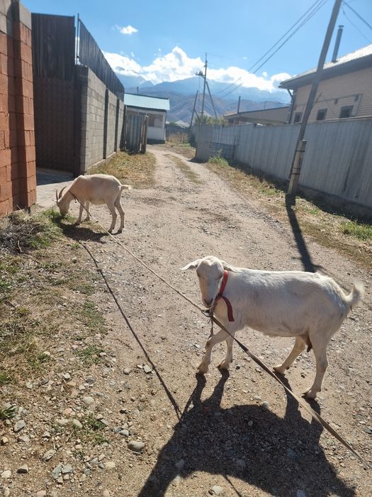 Продам дойную козу