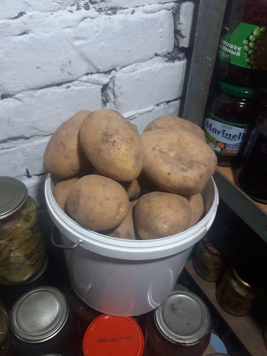 Продаю домашнюю картошку.