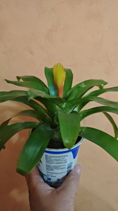 Продам цветущих деток Гузмании