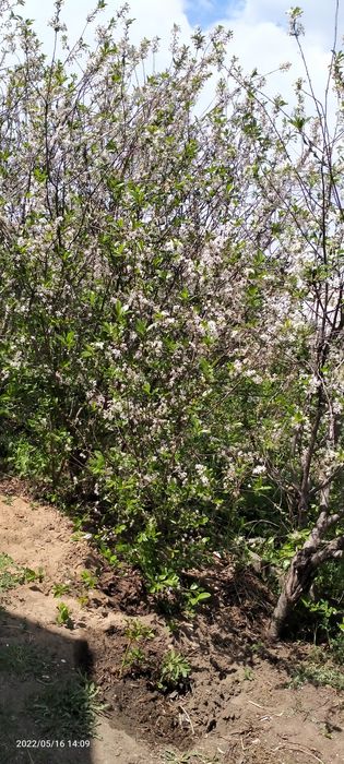 Продам дачу в ПК Энтузиаст, ГРП