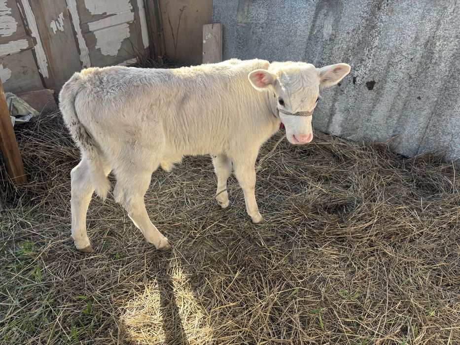 Пролам корову с теленком