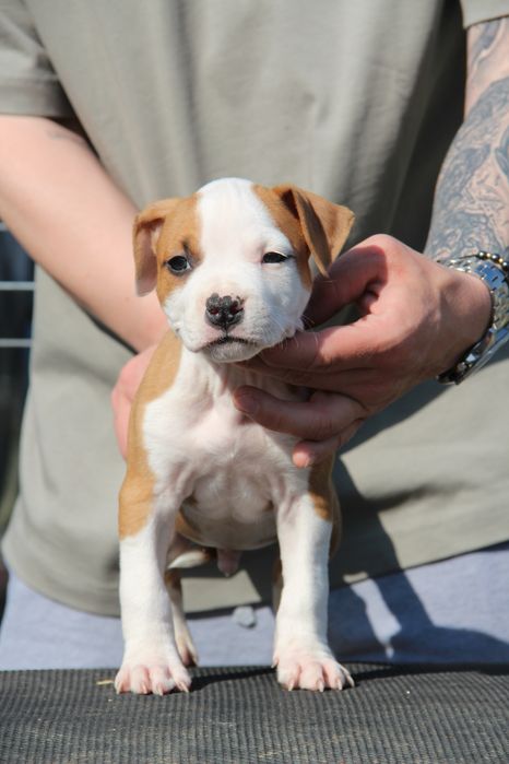 Pui American Staffordshire Terrier de vanzare