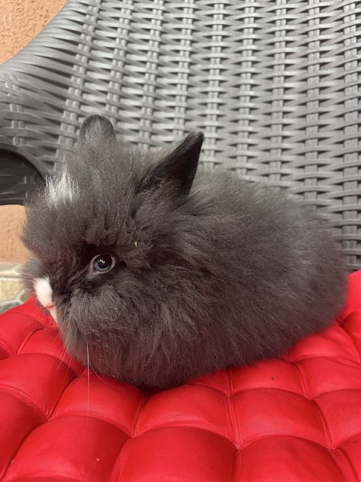 Pui Cap de Leu la cel mai bun pret