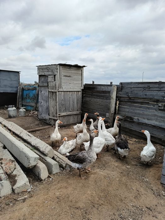 Продам гусей курицу бройлеров