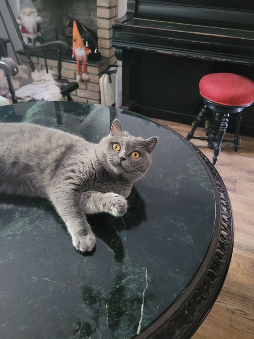 Siria- British Shorthair 3 ani