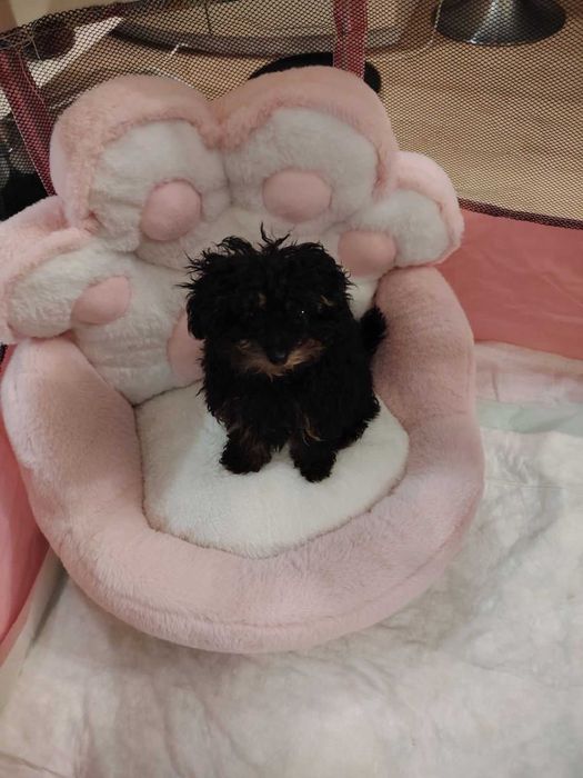 Тойпуделче момиченце