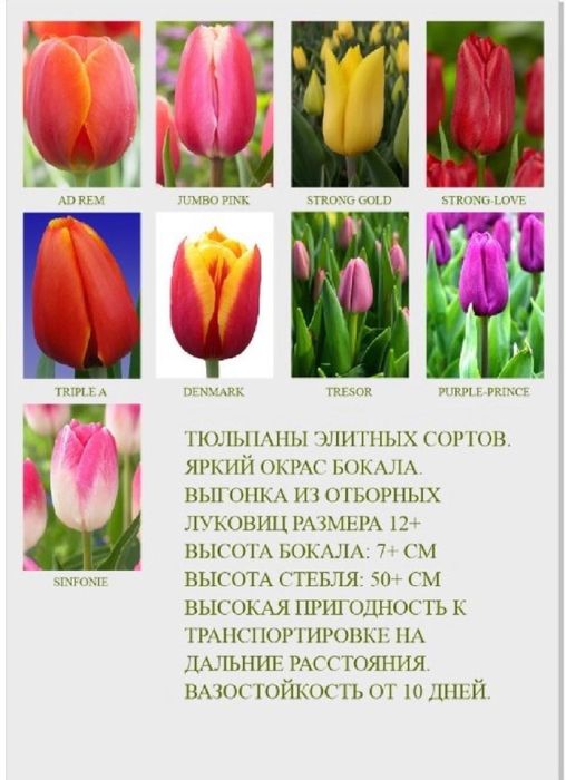 Тюльпаны шикарные