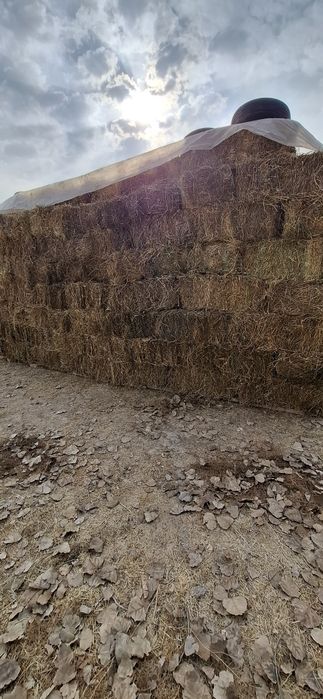 Беда, Хашак прес. Катта ... 35 000 сум.