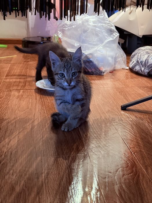 котята маленькие