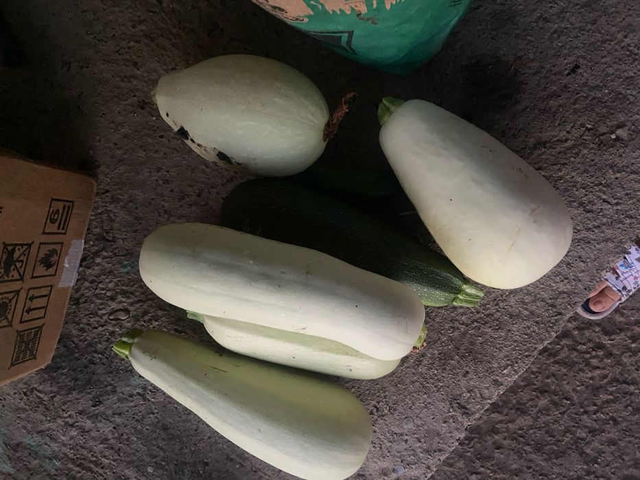 Кабачки домашние