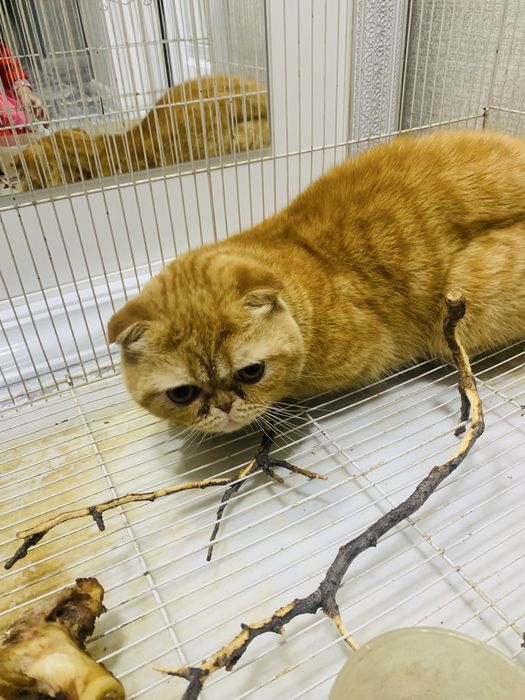 Продам добрый кот