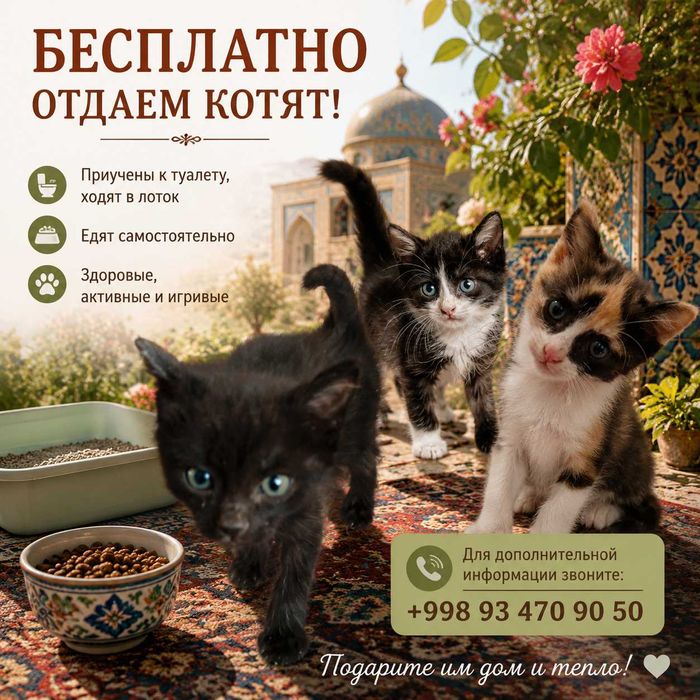 Бесплатно отдаем котят.
