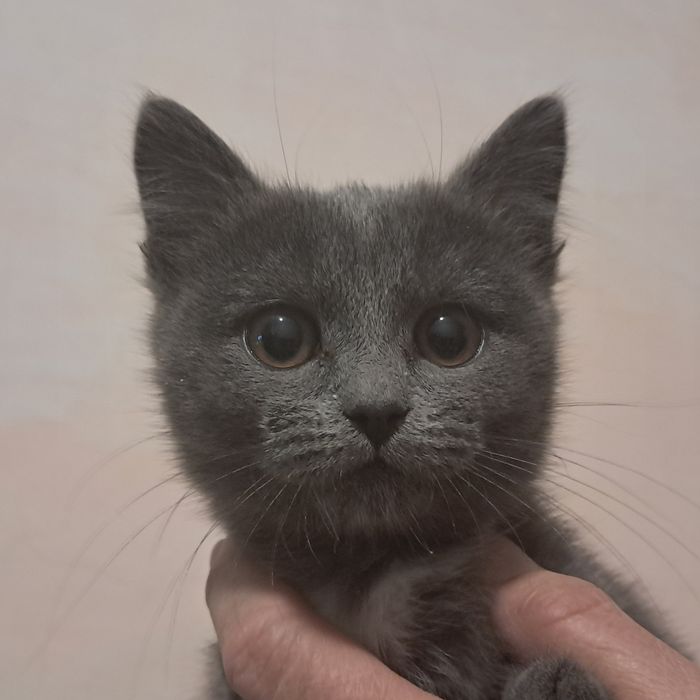 Отдам котёнка девочку в добрые руки