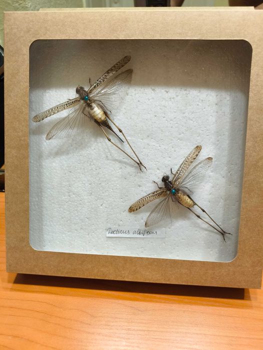 Кусочек лета! Порадуй себя.