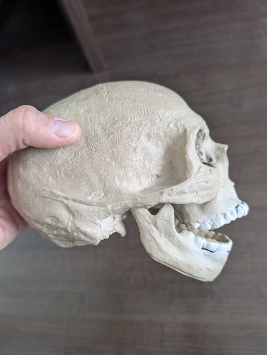Craniu uman, replica din cauciuc, model de studiu