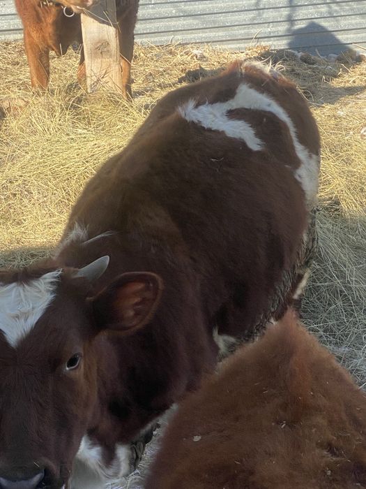 Продаю Телочку (танша)