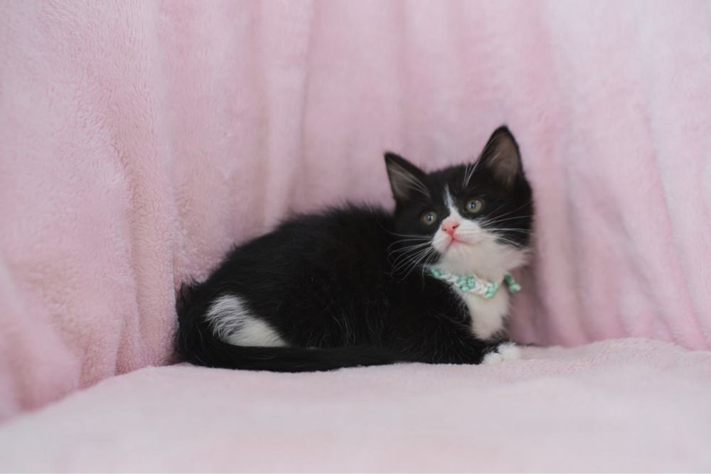 Европейские короткошерстные котята