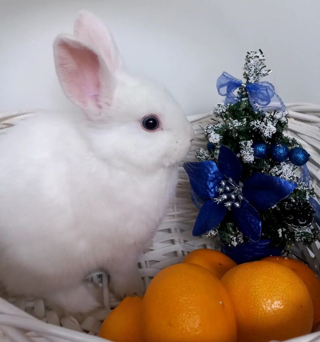 Декоративные кролики 1.5месяца