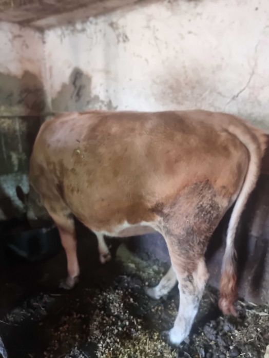 De vînzare zunca gestanta în 8 luni