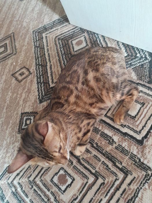 Кошка Бенгальская