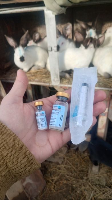 Iepuri Uriaș de Transilvania