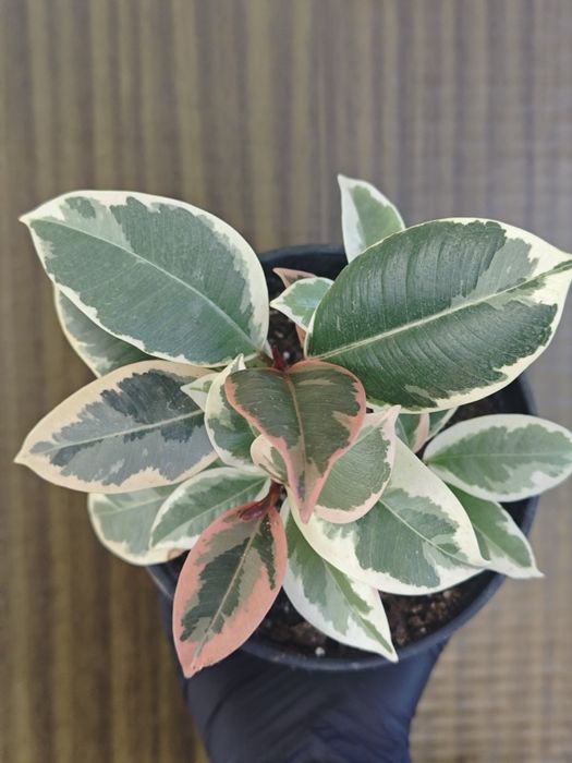 Фикус,сорт Белиз