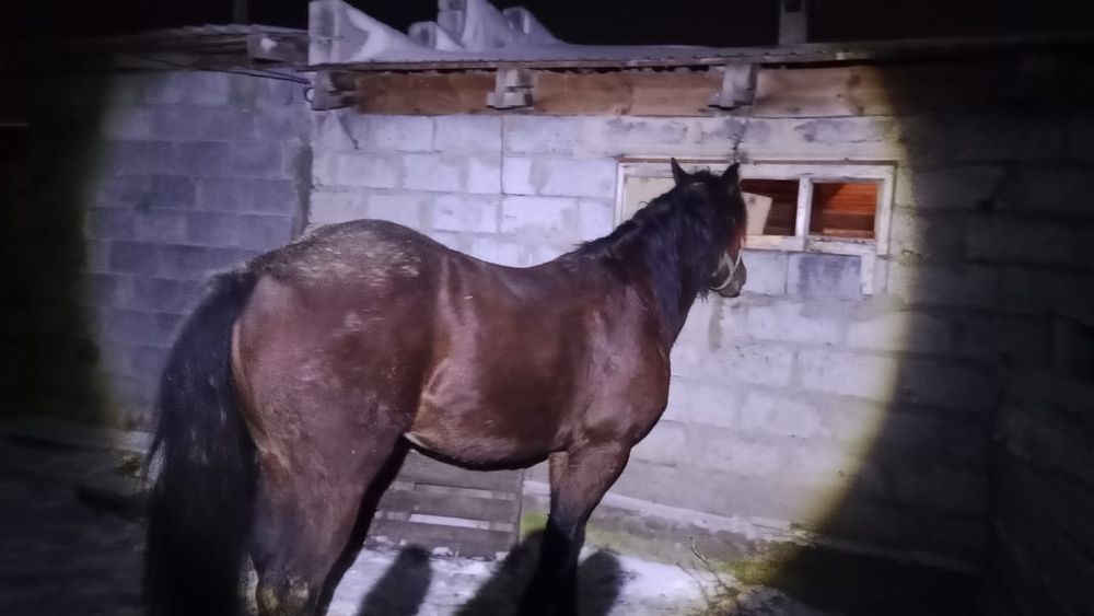 Айғыр-Жеребец 3 лет