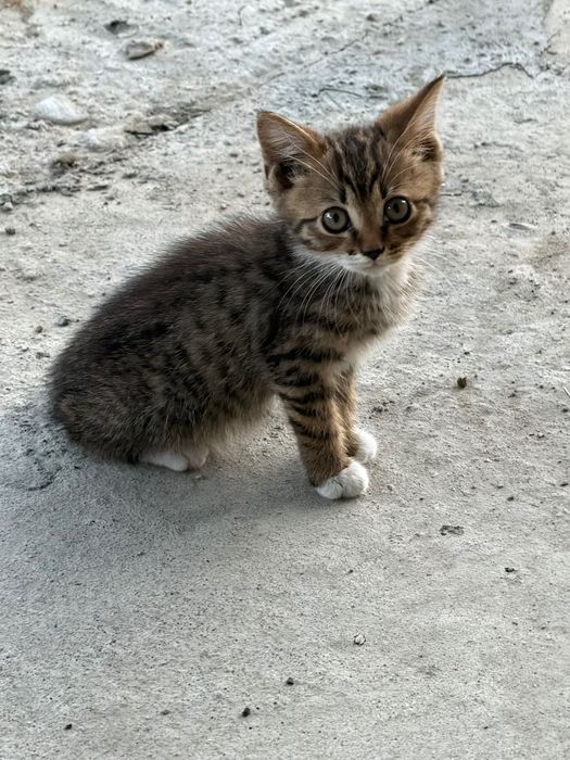 Отдадим котенка в хорошие руки